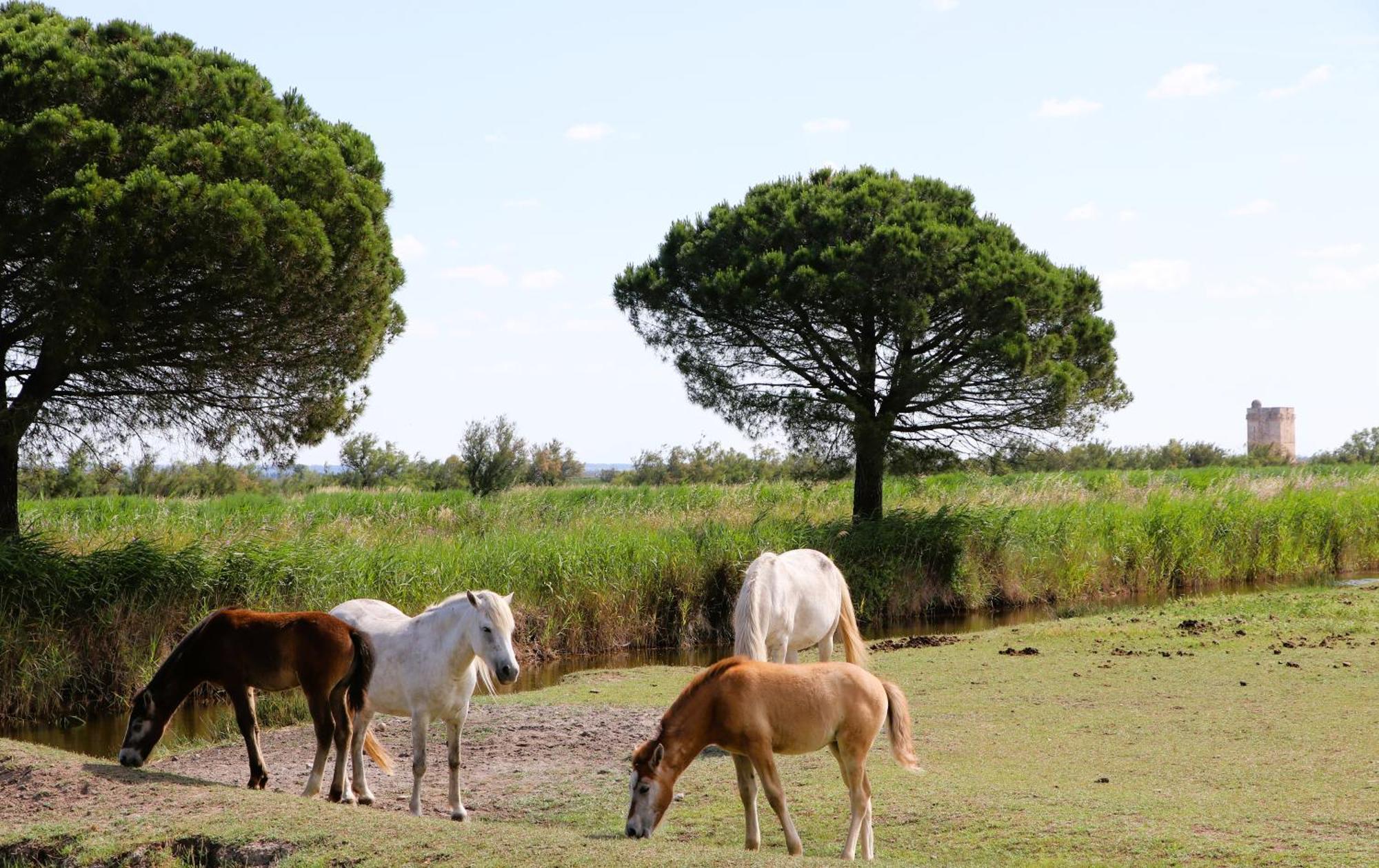Le Mas Des Sables Aigues-Mortes Ngoại thất bức ảnh