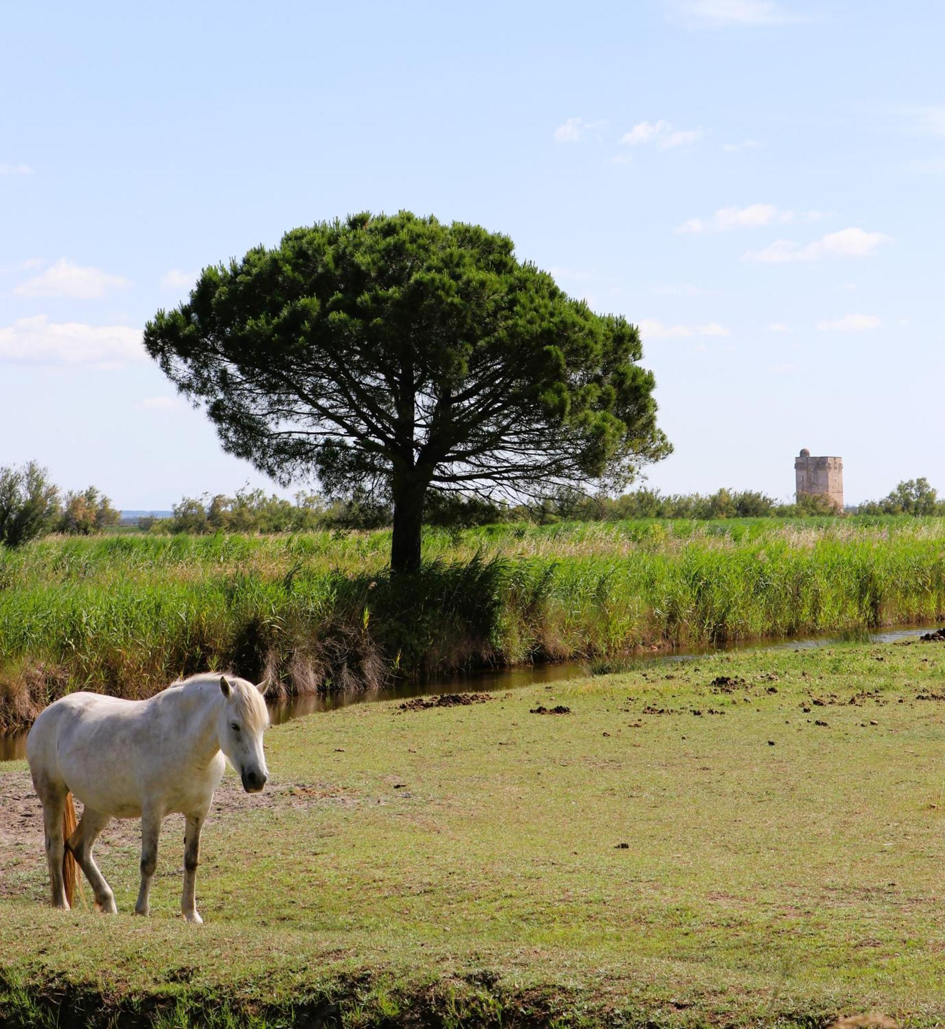 Le Mas Des Sables Aigues-Mortes Ngoại thất bức ảnh